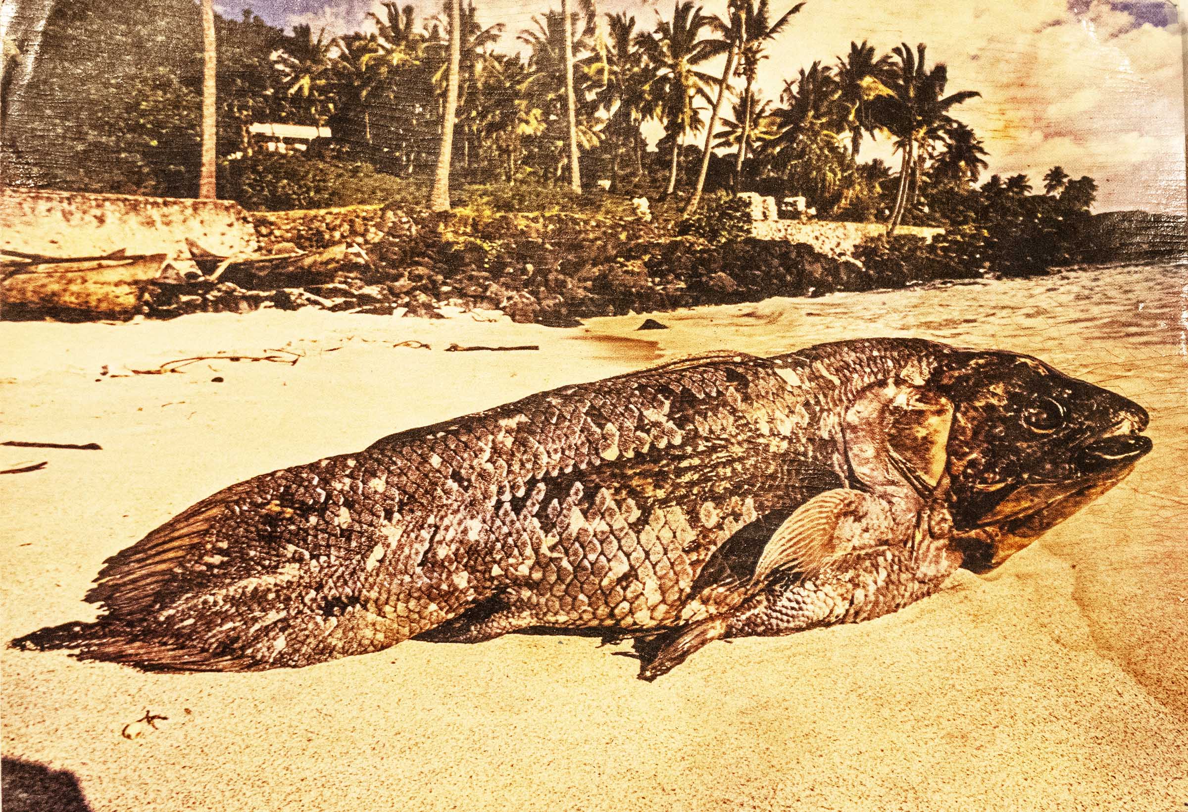 dried coelacanth